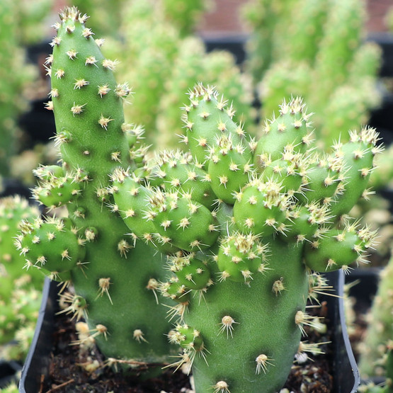 Austrocylindropuntia_salmiana_
