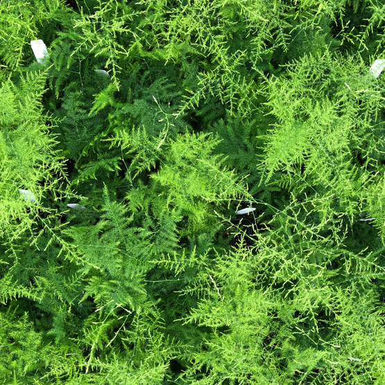 Asparagus Plumosa Fern – Fantastic Gardens
