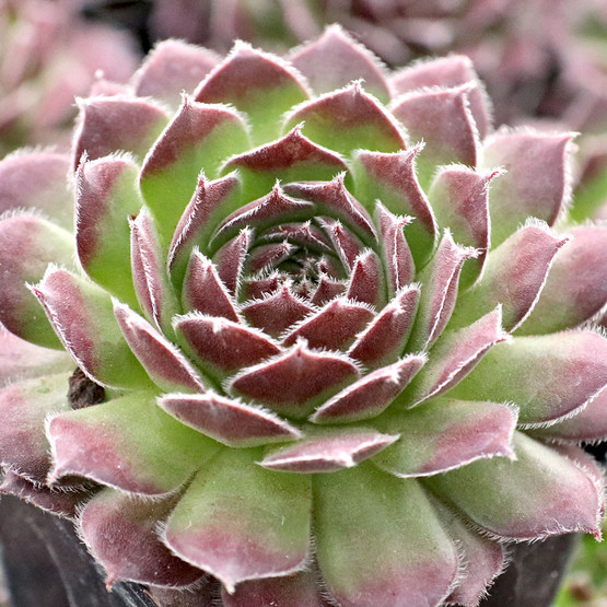 Sempervivum 'Cono' | Mountain Crest Gardens™