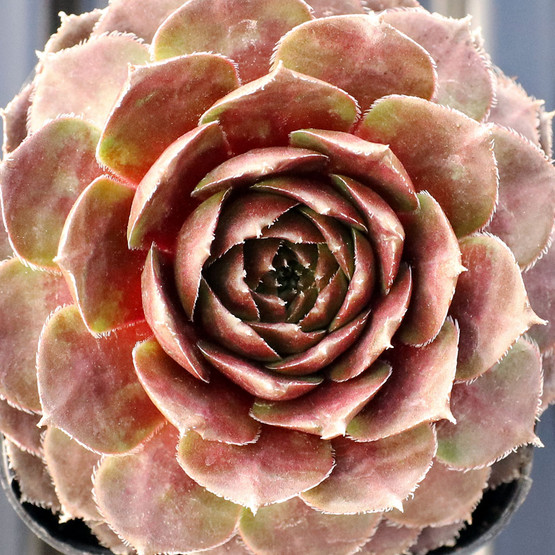 Sempervivum 'Sopa'