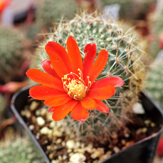 Rebutia fabrisii