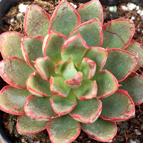 Echeveria 'Bella Rouge' | Mountain Crest Gardens®