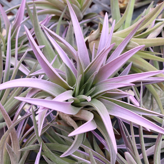 Tillandsia velutina 'Lilac Mist' [2
