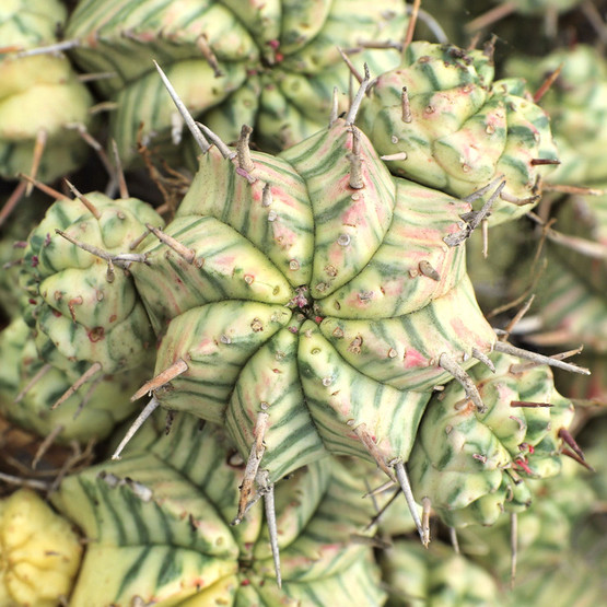 Euphorbia meloformis f. variegata | MCG