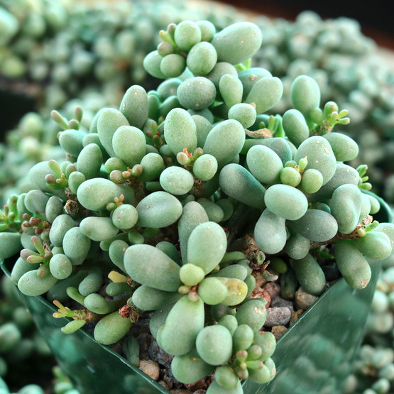 Tylecodon schaeferianus - Fairy Tale Plant [large] | MCG™