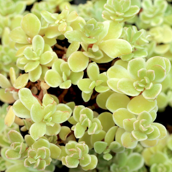Sedum makinoi 'Variegatum' [plug] - Mountain Crest Gardens