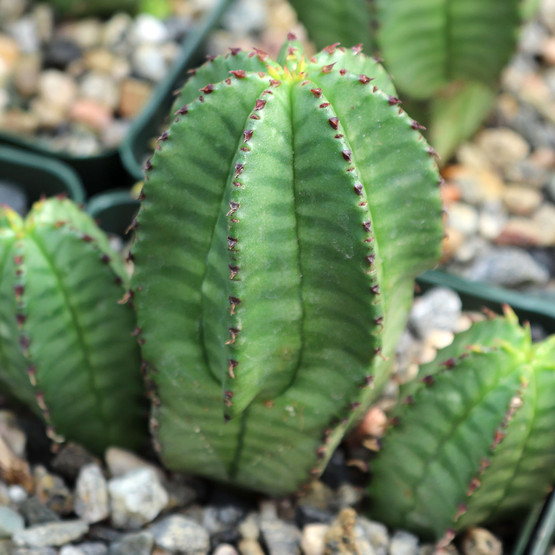 Euphorbia_anoplia__00683.