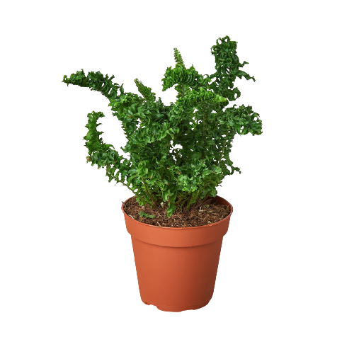 Emina' Fern - 4