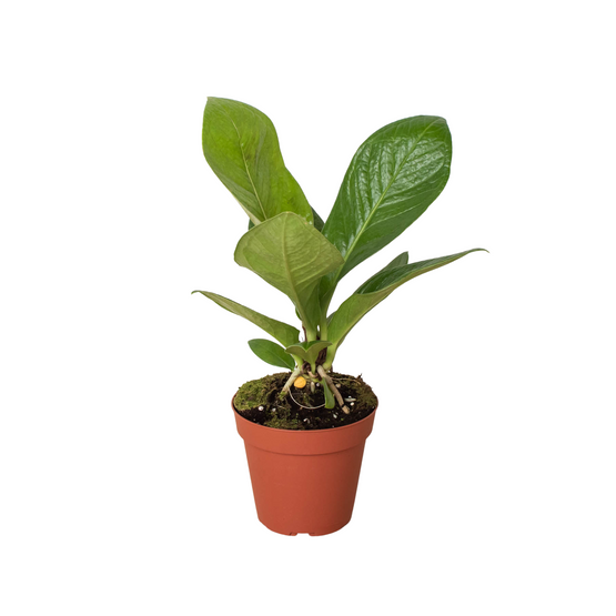 lotus bonsai The Sacred Bonsai Lotus Flower – Haiyiplants main image 1