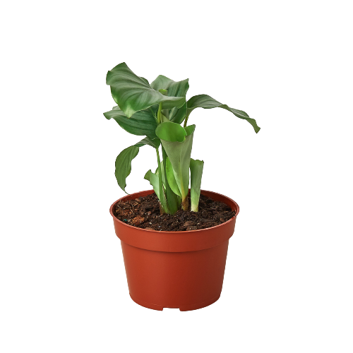 Calathea 'Orbifolia' - Mountain Crest Gardens