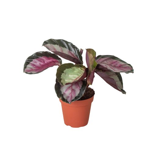 calathea pruinosa Calathea Pinstripe main image 1