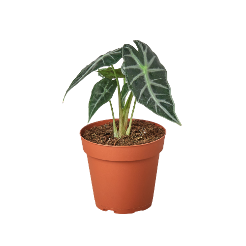 Buy Rare Alocasia Amazonica Bambino | Live Indoor Plant