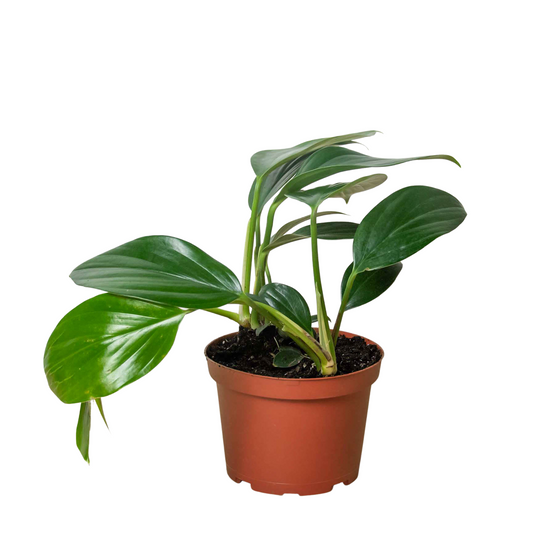 kaempferia galanga plant Kaempferia galanga, Cekur, Kencur, Sand Ginger or Rhizome (0.2m)* – IM  Garden Mart main image 1