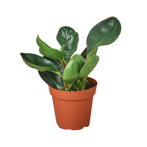 euphorbia firestick plant Firesticks - Euphorbia Tirucalli