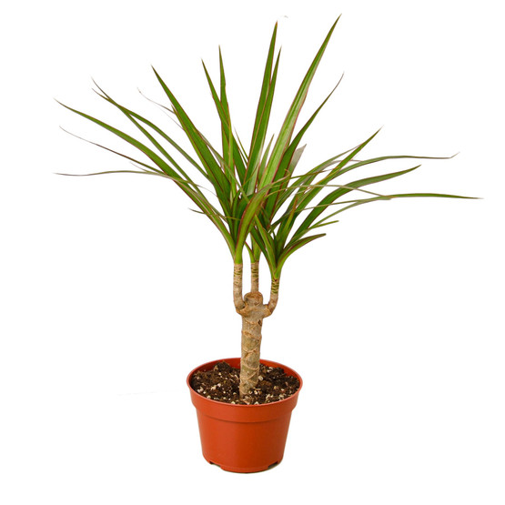 liquid plant food for indoor plants Pothos Plant Food – Enriched, Bioavailable Liquid Fertilizer