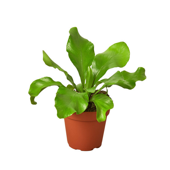 dracaena anita Dracaena Anita (10 Inch) – Westbrae Nursery main image 0