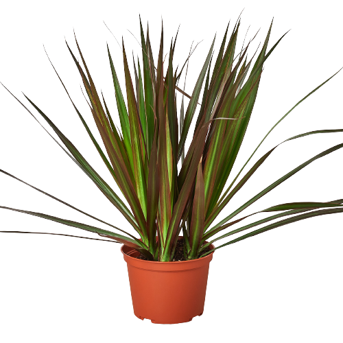 Dracaena 'Marginata Magenta'