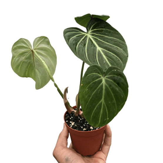 モンステラ・ポトス Philodendron gloriosum 'Radiante' 4_PHILODENDRON_GLORIOSUM.