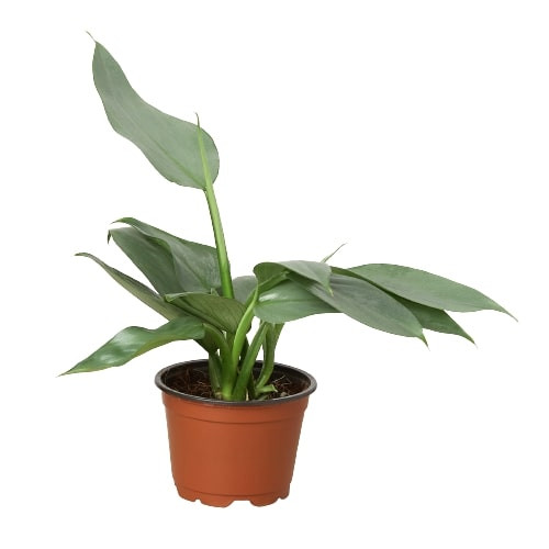 lily of peace plant Easy to Grow Spathiphyllum Peace Lily Houseplant  Easy To Grow Bulbs
