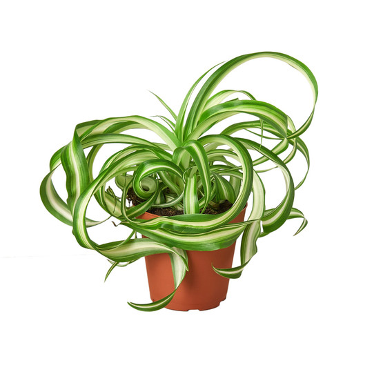 Spider Plant 'Bonnie' - Chlorophytum comosum
