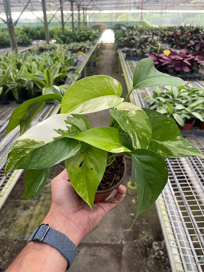 elephant ear plant seeds Hilo Beauty Elephant Ear main image 0