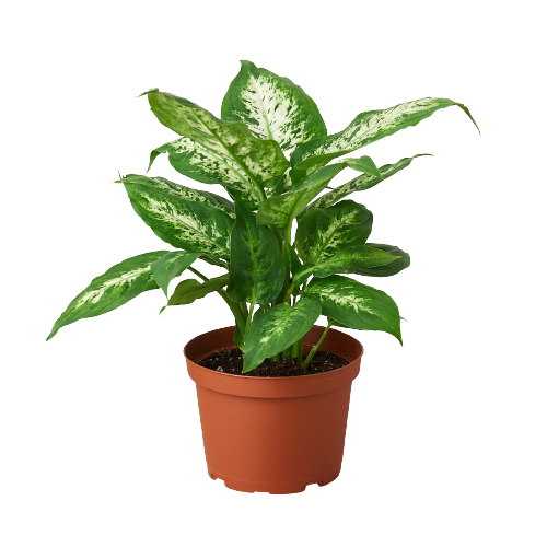 hanging plant baskets Elegance Hanging Basket - Small 30cm main image 1