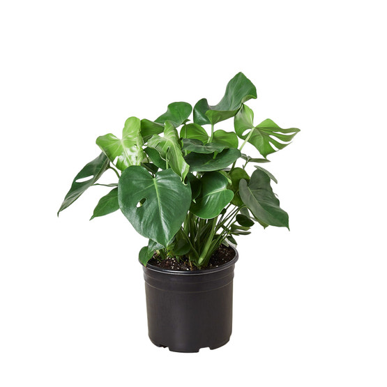 Philodendron 'Monstera' - 10" Pot - Mountain Crest Gardens