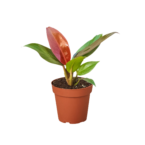 Philodendron 'Sun Red'