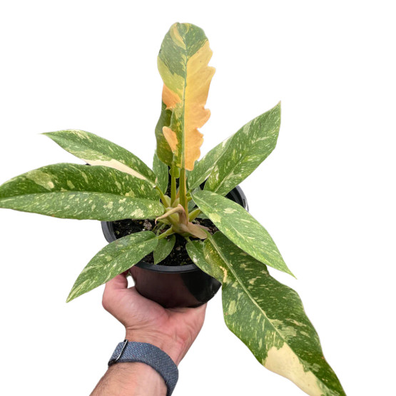 Philodendron 'Variegated Ring of Fire' - Mountain Crest Gardens