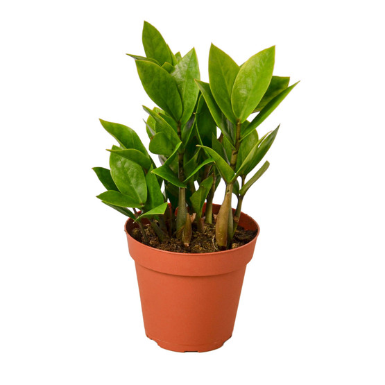 U*a様 plants by the core CR-03 ZZ Plant - Zamioculcas zamiifolia - Mountain Crest Gardens