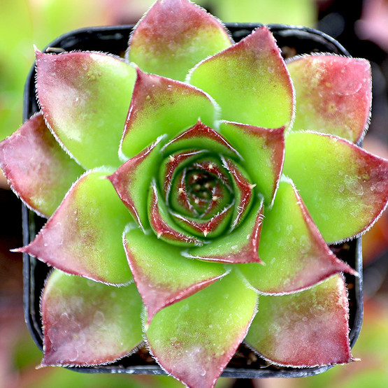 Sempervivum heuffelii 'Pallasii' [exclusive] - Mountain Crest Gardens