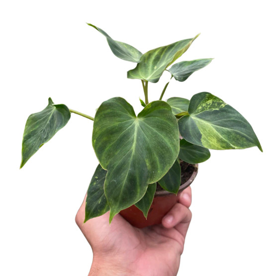 Philodendron 'Verrucosum' - Mountain Crest Gardens