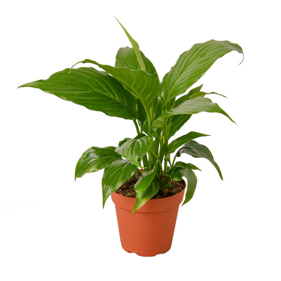 Buy Spathiphyllum Peace Lily | Easy Care Live Houseplant 4" Pot