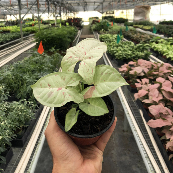 Syngonium 'Milk Confetti' Mountain Crest Gardens