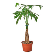 Money Tree Plant - Pachira aquatica [braided&91;