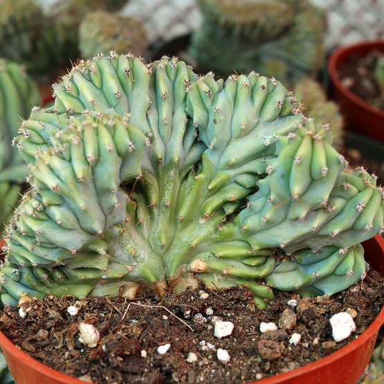Myrtillocactus geometrizans f. cristatus [large] | MCG