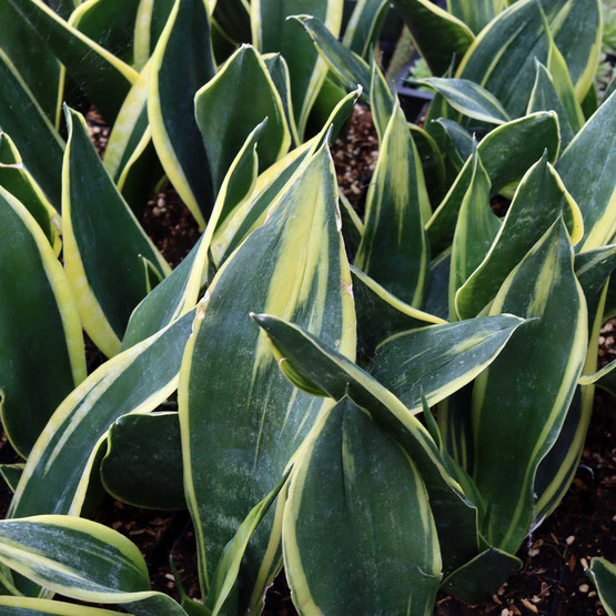 Sansevieria trifasciata 'Black Gold Dwarf' [large]
