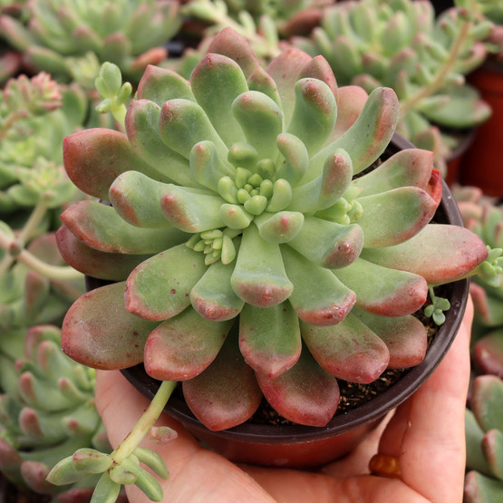 ゴリラ T. Succulent Form × Nizanda＋おまけ Cremneria 'Expatriata' [large] | Mountain Crest Gardens®