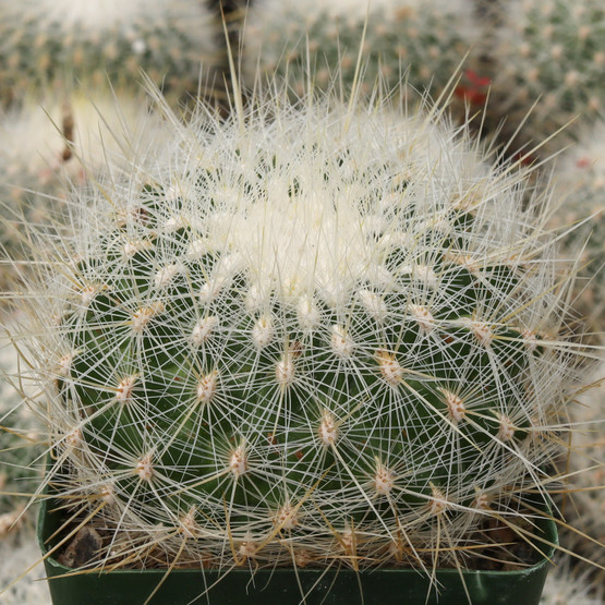 Thelocactus conothelos ssp. argenteus | MCG