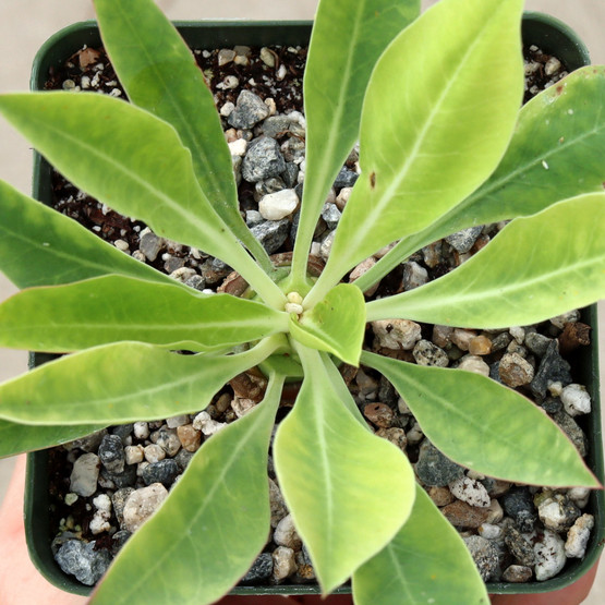 Euphorbia Bupleurifolia 'Gabizan' Succulent Plant – Rare Cactus-Like Living Plant
