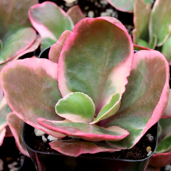 Kalanchoe blossfeldiana f. variegata