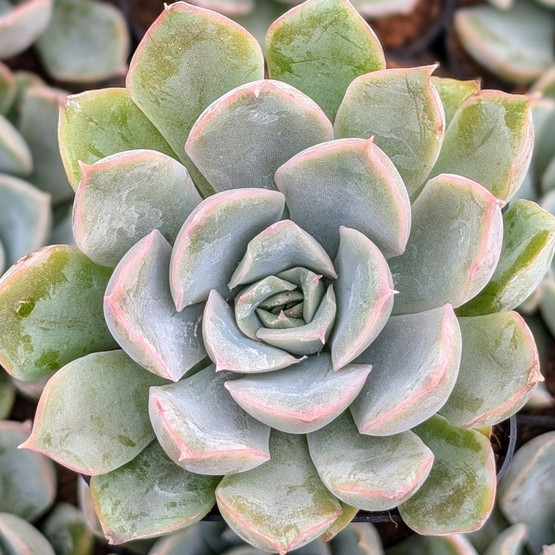 Echeveria 'Blue Speed' | Mountain Crest Gardens®