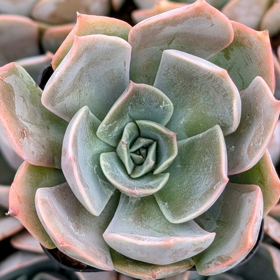 Echeveria、5点セットです(^-^) 5'' Echeveria Red Wine Peach Variegated, Rare Live Succulent