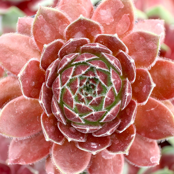 センペルビウム　ディレクタージェイコブズ　ディレクターヤコブ Sempervivum 'Director Jacobs' - Mountain Crest Gardens