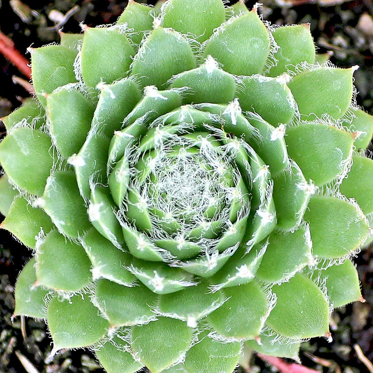 sempervivum_fuzzy_wuzzy__60530