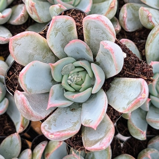 Echeveria 'Tropic' | MCG™