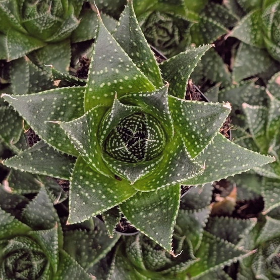 Aloe 'Akila' | Mountain Crest Gardens®