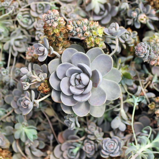 Orostachys iwarenge - Chinese Dunce Cap | MCG™