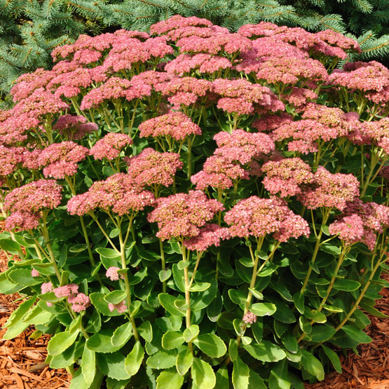 Sedum telephium 'Autumn Joy' - Showy Stonecrop - Fall Blooming succulent