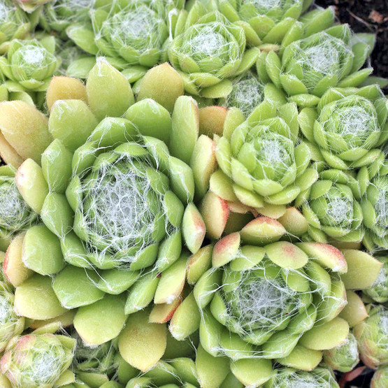 Sempervivum pumilum f/ Armchi - Mountain Crest Gardens